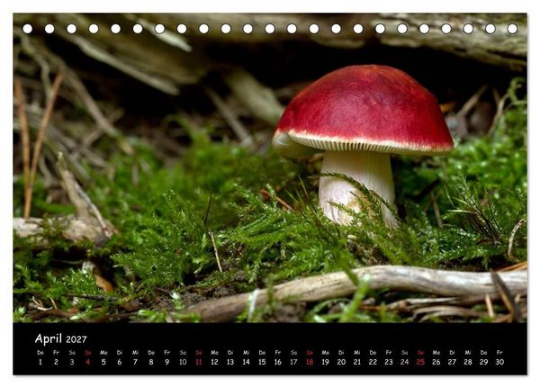 Produktbild: Pilzgalerie (Tischkalender 2027 DIN A5 quer), CALVENDO Monatskalender