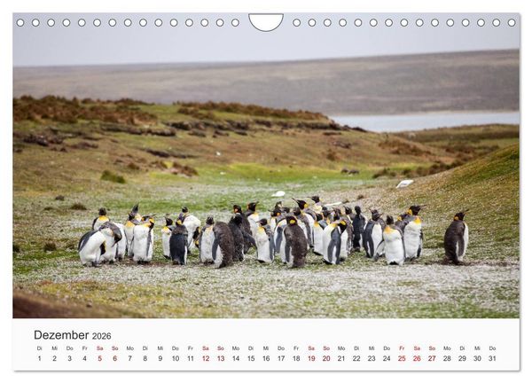 Produktbild: Pinguine - Die sympathischen Frack-Tr&auml;ger (Wandkalender 2026 DIN A4 quer), CALVENDO Monatskalender