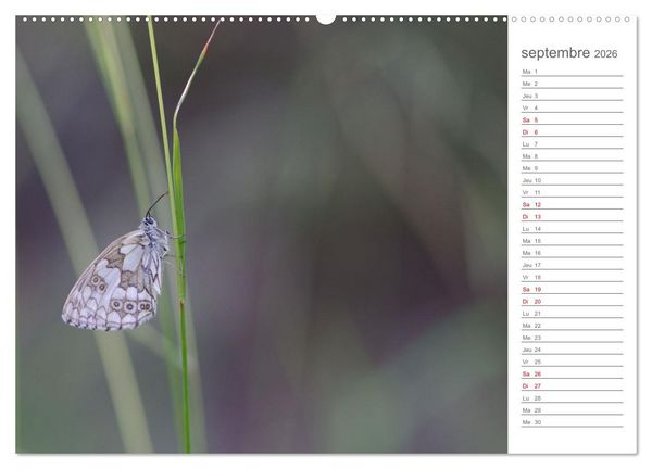 Produktbild: Dans le jardin des papillons (Calendrier mural 2026 DIN A2 vertical), CALVENDO calendrier mensuel