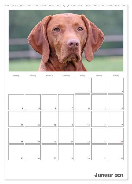 Produktbild: Magyar Vizsla (Wandkalender 2027 DIN A2 hoch), CALVENDO Monatskalender