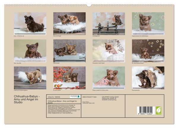 Produktbild: Chihuahua-Babys - Amy und Angel im Studio (hochwertiger Premium Wandkalender 2026 DIN A2 quer), Kunstdruck in Hochglanz