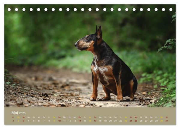 Produktbild: Bullterrier, liebenswerte Sturk&ouml;pfe (Tischkalender 2026 DIN A5 quer), CALVENDO Monatskalender
