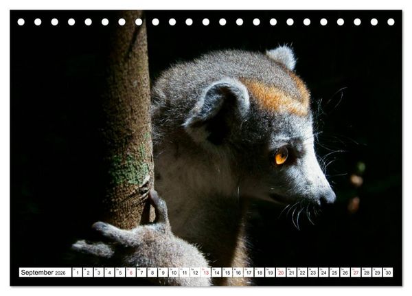 Produktbild: Madagaskar (Tischkalender 2026 DIN A5 quer), CALVENDO Monatskalender