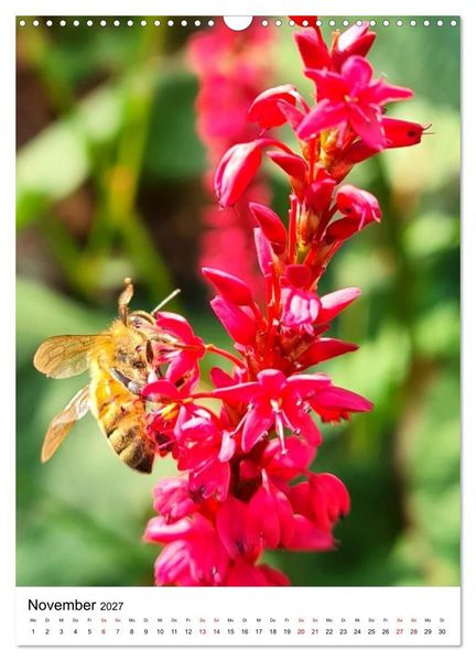 Produktbild: Imkers flei&szlig;igste Bienen - So arbeiten meine Immen &ndash; Originalaufnahmen aus erster Hand (Wandkalender 2027 DIN A3 hoch), CALVENDO Monatskalender