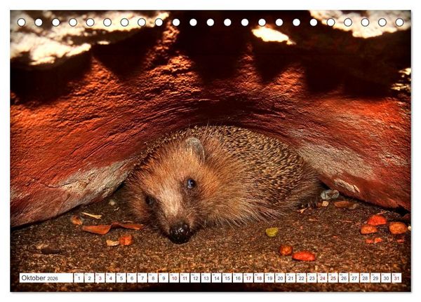 Produktbild: Mein Haus-Igel (Tischkalender 2026 DIN A5 quer), CALVENDO Monatskalender