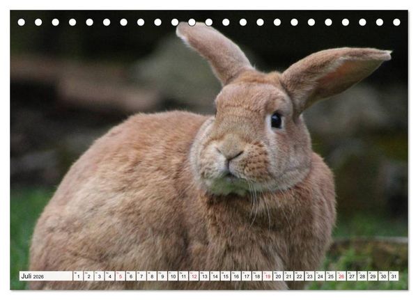 Produktbild: Kaninchen und Hasen (Tischkalender 2026 DIN A5 quer), CALVENDO Monatskalender
