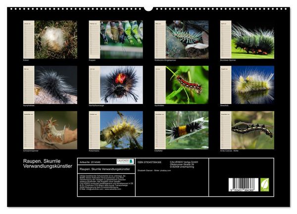 Produktbild: Raupen. Skurrile Verwandlungsk&uuml;nstler (hochwertiger Premium Wandkalender 2026 DIN A2 quer), Kunstdruck in Hochglanz