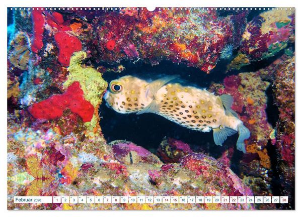 Produktbild: Geheimnisvolle Welt unter Wasser - Nachts am Riff (hochwertiger Premium Wandkalender 2026 DIN A2 quer), Kunstdruck in Hochglanz