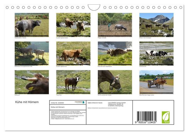 Produktbild: K&uuml;he mit H&ouml;rnern (Wandkalender 2026 DIN A4 quer), CALVENDO Monatskalender