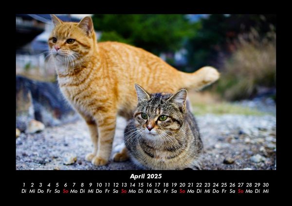 Produktbild: Katzen 2025 Fotokalender DIN A3