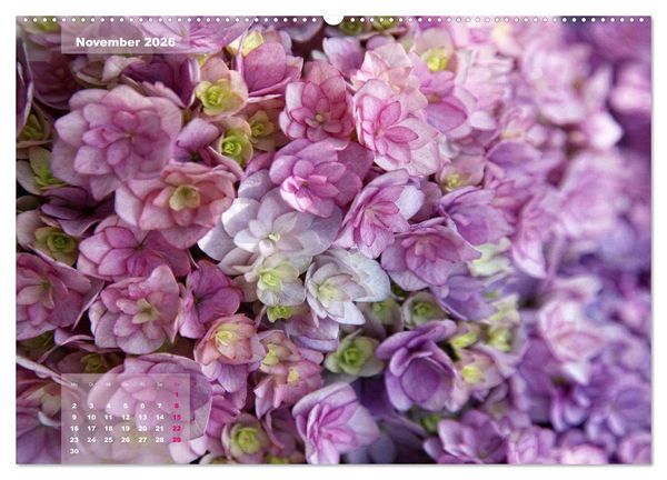Produktbild: Himmlische Hortensien (Wandkalender 2026 DIN A2 quer), CALVENDO Monatskalender