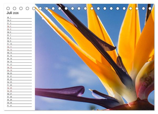 Produktbild: Strelitzien - die Paradiesv&ouml;gel unter den Blumen (Tischkalender 2026 DIN A5 quer), CALVENDO Monatskalender