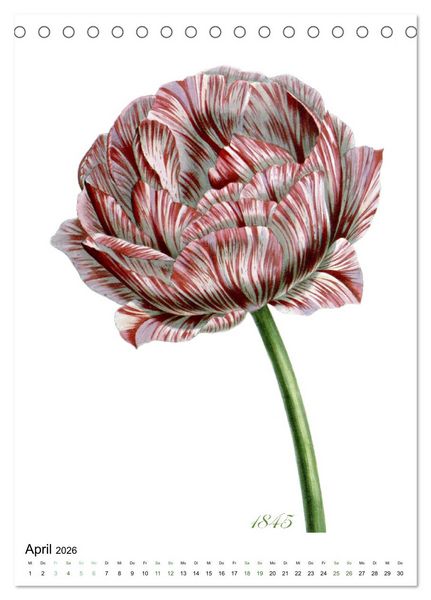 Produktbild: Tulpen - Jahr (Tischkalender 2026 DIN A5 hoch), CALVENDO Monatskalender