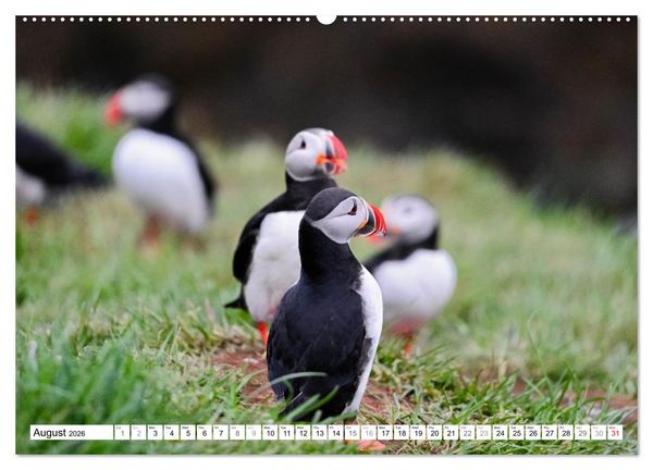 Produktbild: Puffins in Iceland (High Quality Premium Wall Calendar 2026 DIN A2 landscape),CALVENDO 12 Month Wall Calendar