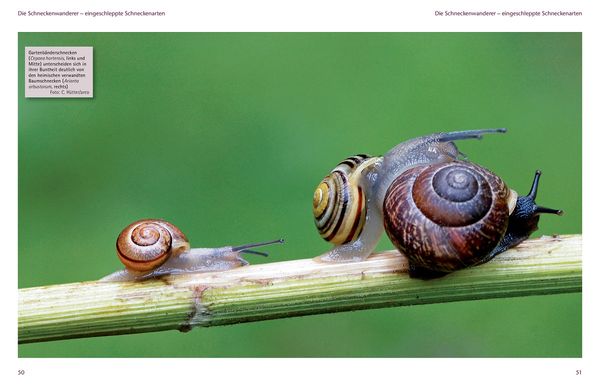 Produktbild: Einheimische Schnecken