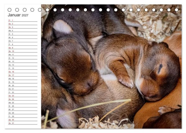 Produktbild: Eine gl&uuml;ckliche Kaninchenfamilie (Tischkalender 2027 DIN A5 quer), CALVENDO Monatskalender