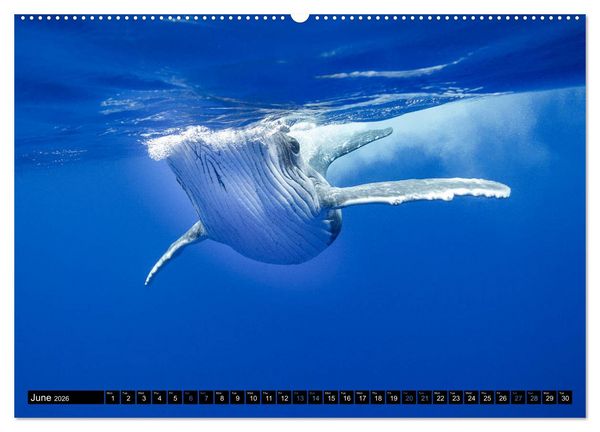 Produktbild: A Whale of a Year (High Quality Premium Wall Calendar 2026 DIN A2 landscape),CALVENDO 12 Month Wall Calendar