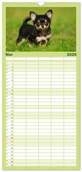 Produktbild: Familienplaner 2026 - Chihuahua - Kleine Hunde ganz gro&szlig; mit 5 Spalten (Wandkalender, 21 x 45 cm) CALVENDO