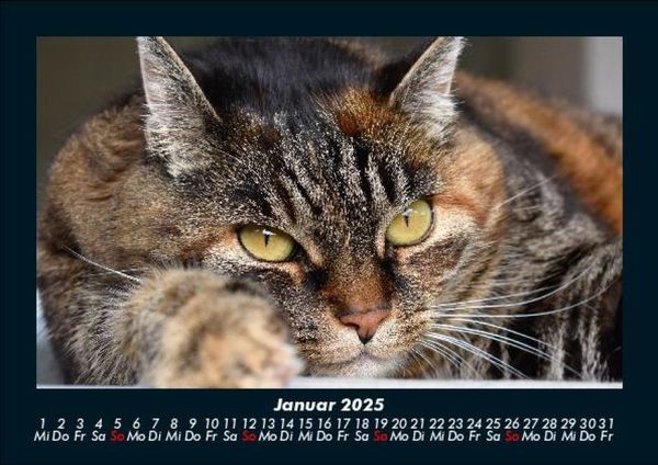 Produktbild: F&uuml;r Katzenfreunde 2025 Fotokalender DIN A5