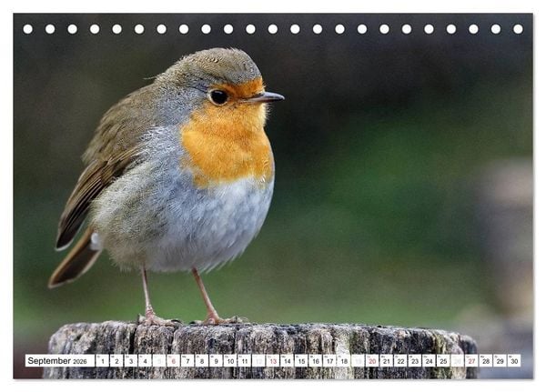 Produktbild: Heimische Gartenv&ouml;gel (Tischkalender 2026 DIN A5 quer), CALVENDO Monatskalender