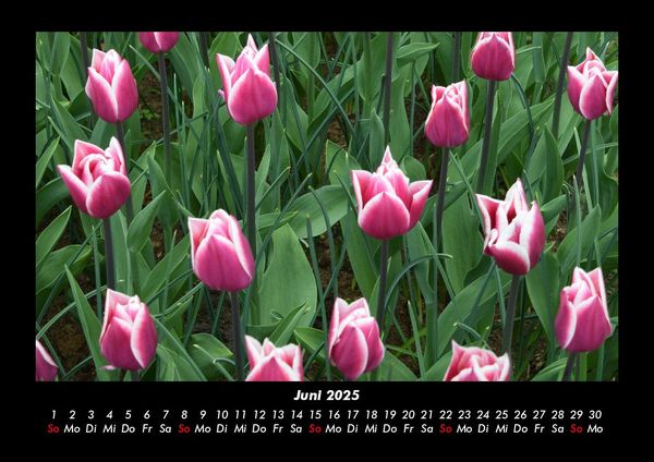 Produktbild: Blumentr&auml;ume 2025 Fotokalender DIN A3