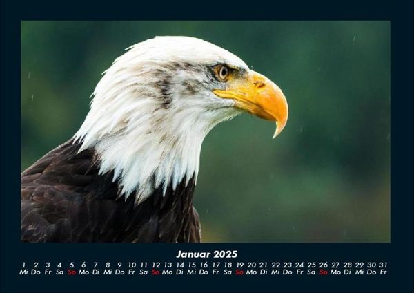 Produktbild: V&ouml;gel 2025 Fotokalender DIN A4