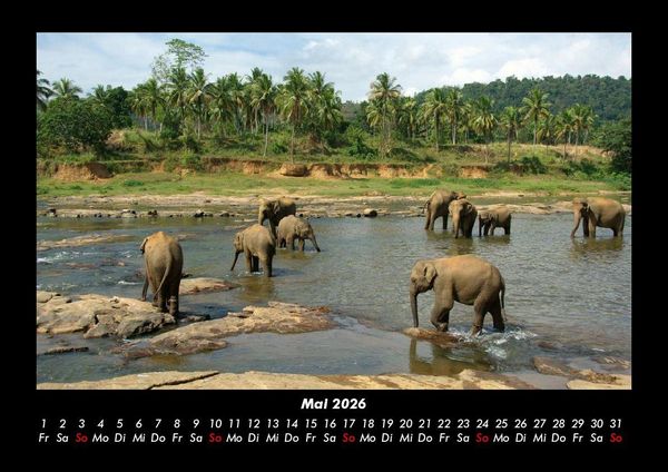 Produktbild: Tierkalender 2026 Fotokalender DIN A3