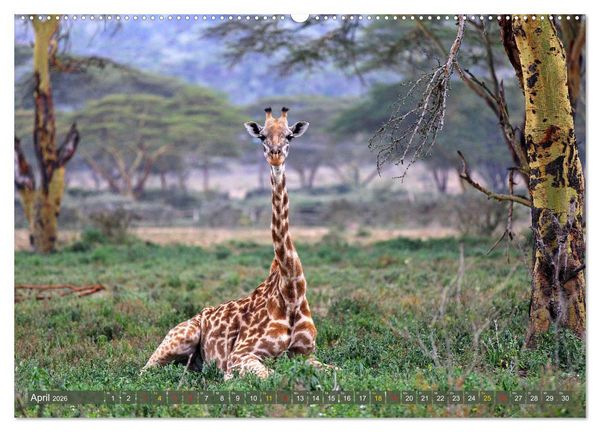 Produktbild: Giraffen - Sanftheit und Anmut (hochwertiger Premium Wandkalender 2026 DIN A2 quer), Kunstdruck in Hochglanz