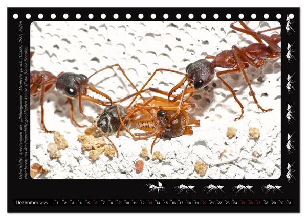 Produktbild: AntsNature - Faszination Ameisen (Tischkalender 2026 DIN A5 quer), CALVENDO Monatskalender