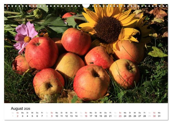 Produktbild: Alte Apfelsorten (Wandkalender 2026 DIN A3 quer), CALVENDO Monatskalender