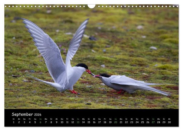 Produktbild: Spitzbergen (Wandkalender 2026 DIN A3 quer), CALVENDO Monatskalender