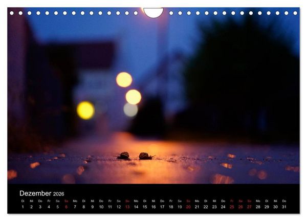 Produktbild: Kleine B&auml;nderschnecke ganz gro&szlig; - Gem&uuml;tlich durch das neue Jahr (Wandkalender 2026 DIN A4 quer), CALVENDO Monatskalender