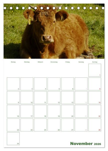 Produktbild: Kuhle K&uuml;he 2026 (Tischkalender 2026 DIN A5 hoch), CALVENDO Monatskalender