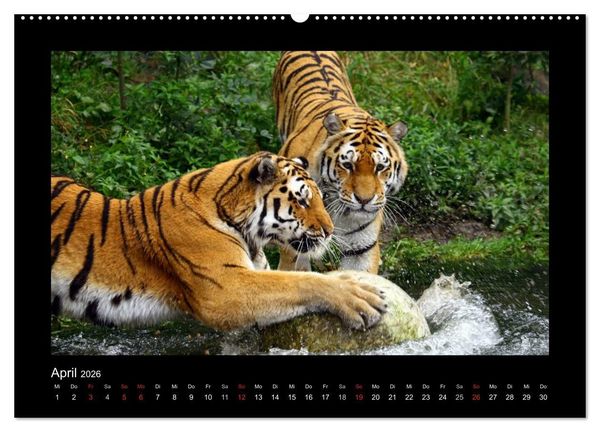 Produktbild: Welt der Katzen - Tiger (hochwertiger Premium Wandkalender 2026 DIN A2 quer), Kunstdruck in Hochglanz