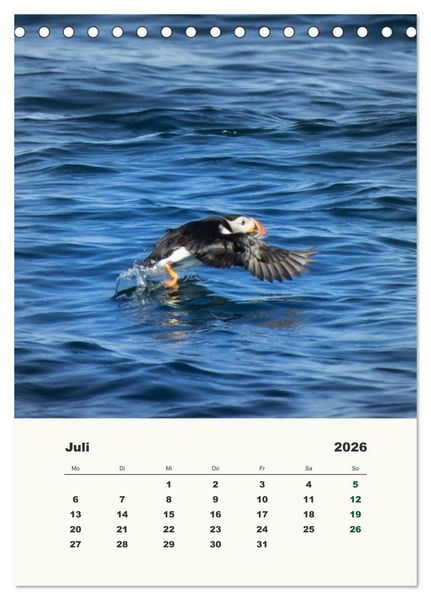 Produktbild: Papageientaucher in Island (Tischkalender 2026 DIN A5 hoch), CALVENDO Monatskalender