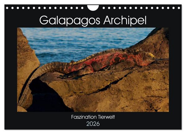 Produktbild: Galapagos Archipel- Faszination Tierwelt (Wandkalender 2026 DIN A4 quer), CALVENDO Monatskalender