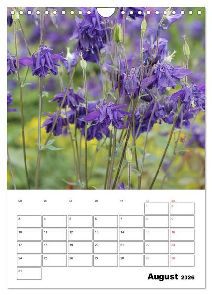 Produktbild: Zauberhafte Akeleien (Wandkalender 2026 DIN A4 hoch), CALVENDO Monatskalender
