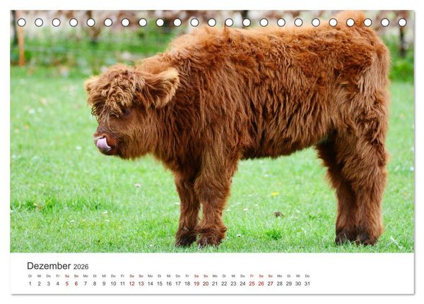 Produktbild: K&auml;lber - Kleine Herzensbrecher auf den Wiesen (Tischkalender 2026 DIN A5 quer), CALVENDO Monatskalender