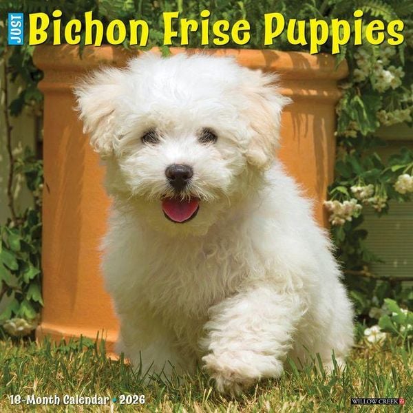 Produktbild: Bichon Frise Puppies 2026 12 X 12 Wall Calendar