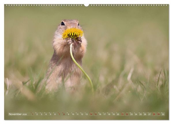 Produktbild: Zauberhafte Ziesel (Wandkalender 2026 DIN A2 quer), CALVENDO Monatskalender