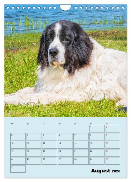 Produktbild: Familienplaner Landseer - Freund und Retter (Wandkalender 2026 DIN A4 hoch), CALVENDO Monatskalender