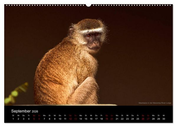 Produktbild: SAMBIA IM HERZEN AFRIKAS (Wandkalender 2026 DIN A2 quer), CALVENDO Monatskalender