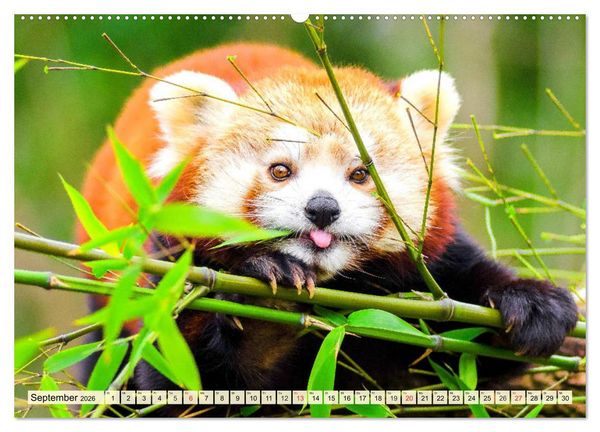 Produktbild: Roter Panda. Die superknuddeligen Katzenb&auml;ren (hochwertiger Premium Wandkalender 2026 DIN A2 quer), Kunstdruck in Hochglanz
