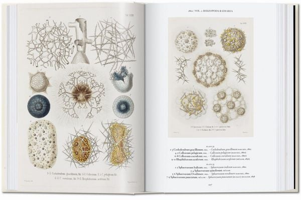 Produktbild: The Art and Science of Ernst Haeckel