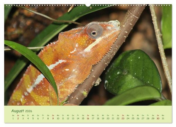 Produktbild: Augenblicke der Cham&auml;leons (hochwertiger Premium Wandkalender 2026 DIN A2 quer), Kunstdruck in Hochglanz