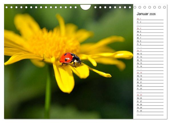 Produktbild: Marienk&auml;fer 2026 (Wandkalender 2026 DIN A4 quer), CALVENDO Monatskalender