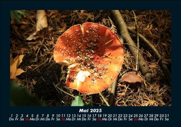 Produktbild: Pilzkalender 2025 Fotokalender DIN A5