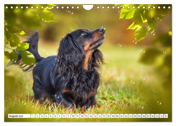 Produktbild: Dackeltr&auml;umereien - Kleine Helden auf 4 Pfoten (Wandkalender 2026 DIN A4 quer), CALVENDO Monatskalender