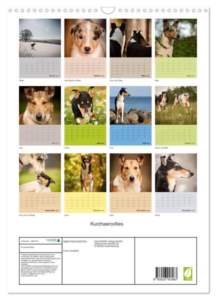 Produktbild: Kurzhaarcollies (Wandkalender 2026 DIN A3 hoch), CALVENDO Monatskalender