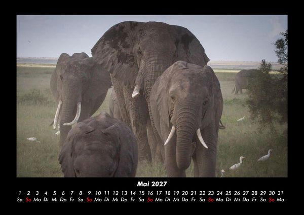Produktbild: Der Elefantenkalender 2027 Fotokalender DIN A3